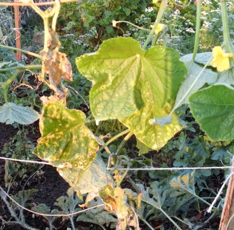 Почему вянут и желтеют листья на огурцах в теплице