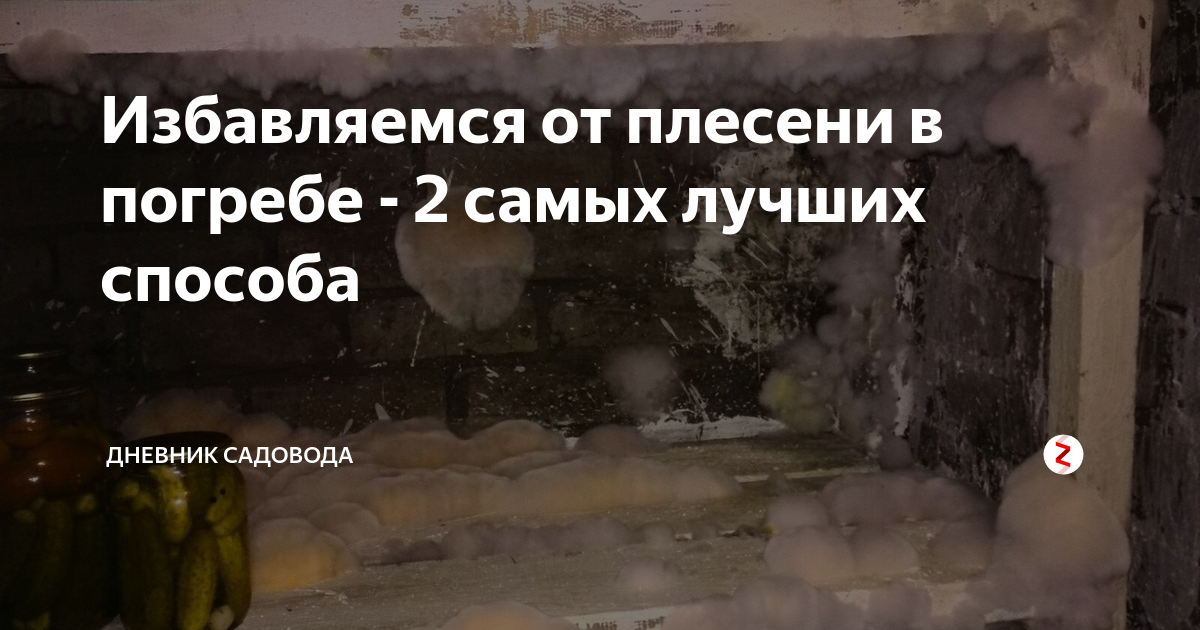 Грибок в подвале частного дома: как избавиться от упрямой плесени?
