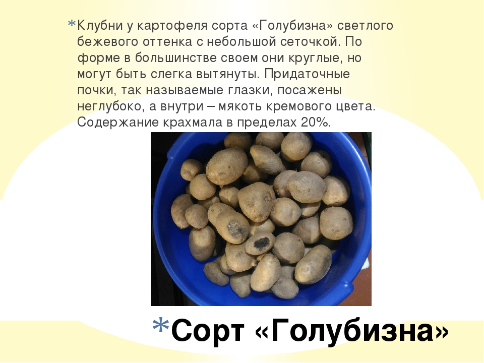 Картофель голубизна: описание и характеристики сорта, посадка и уход, отзывы с фото