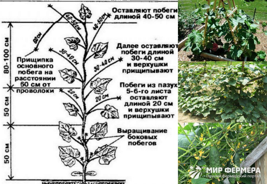 Обрезка огурцов на балконе схема