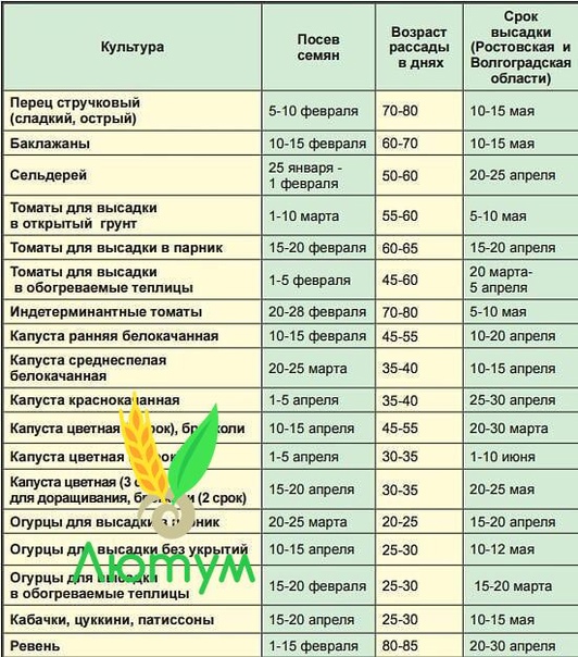 Посадка перца в теплицу из поликарбоната: схема как правильно сажать, уход