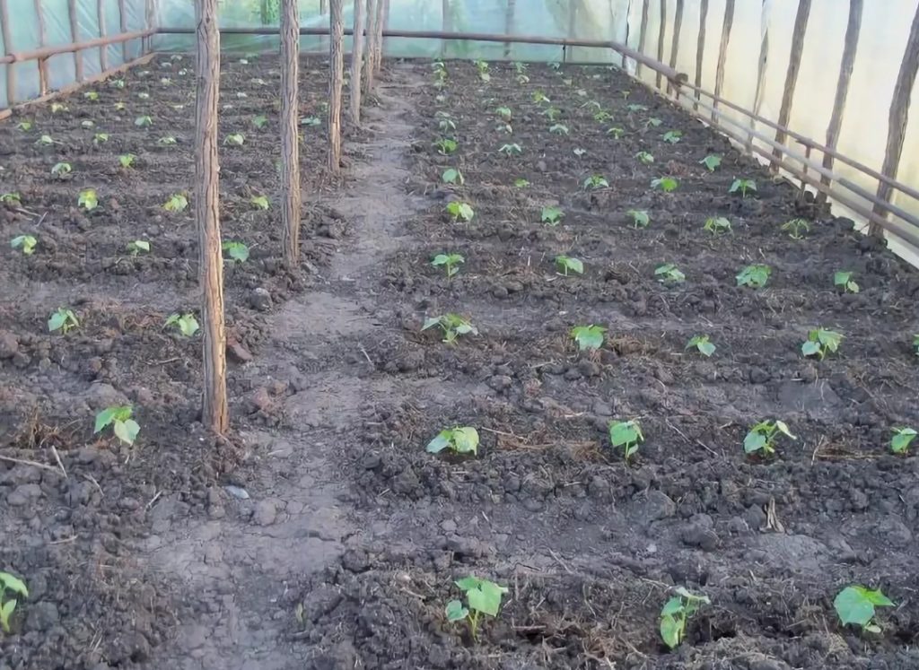 Когда и как высаживать рассаду помидоров в теплицу: при какой температуре