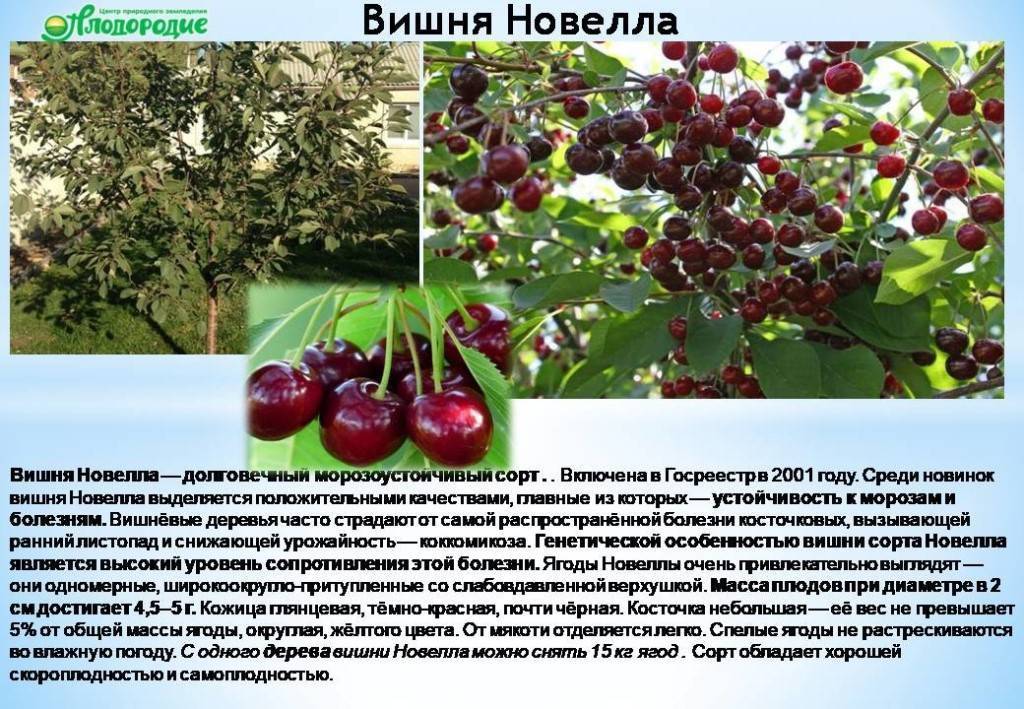 Низкорослая вишня: описание лучших сортов карликовых вишен